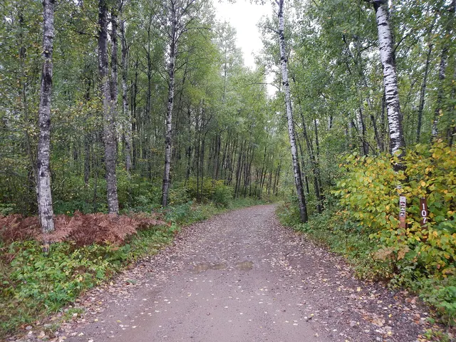 Sentier de VTT bordé de bouleaux et d'érables aux couleurs d'automne