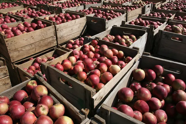 Wooden crates full of red apples in an orchard on Île d'Orléans, Quebec
