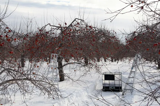 Frozen apples left on the trees of a snowy orchard for ice cider