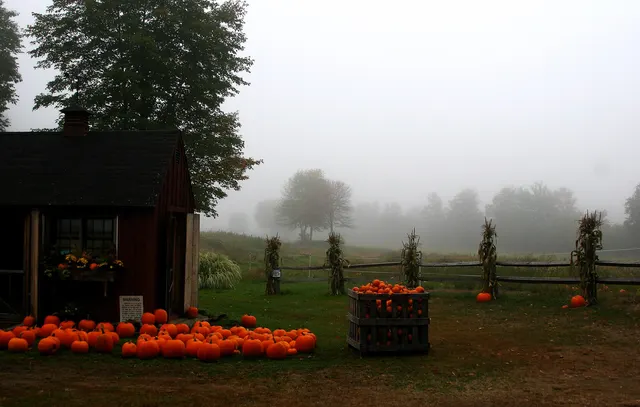 Farm stand and pumpkins in the autumn mist