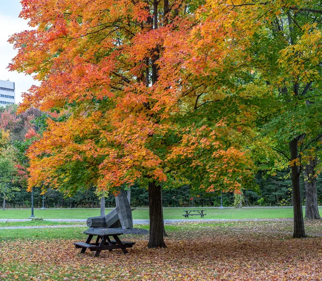 Érable aux couleurs d'automne au-dessus d'une table à pique-nique, à Québec
