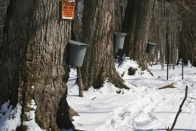 Sap buckets hanging on maple trees in a snowy sugar bush
