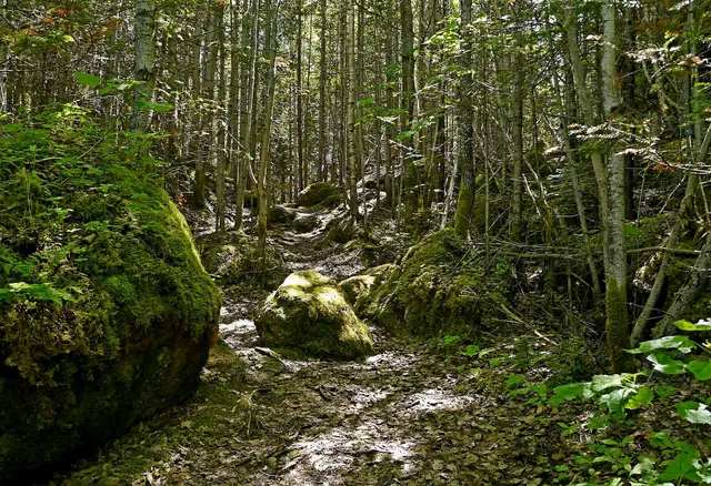 Sentier qui serpente entre les rochers moussus et les arbres d'une forêt du Québec