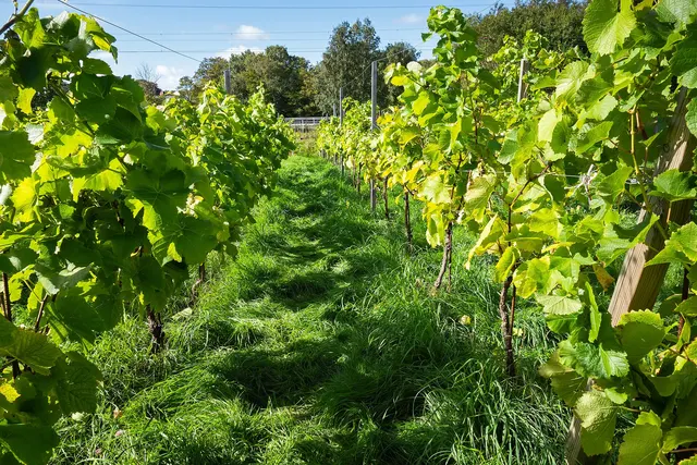 Rows of vines heavy with green grapes at harvest time