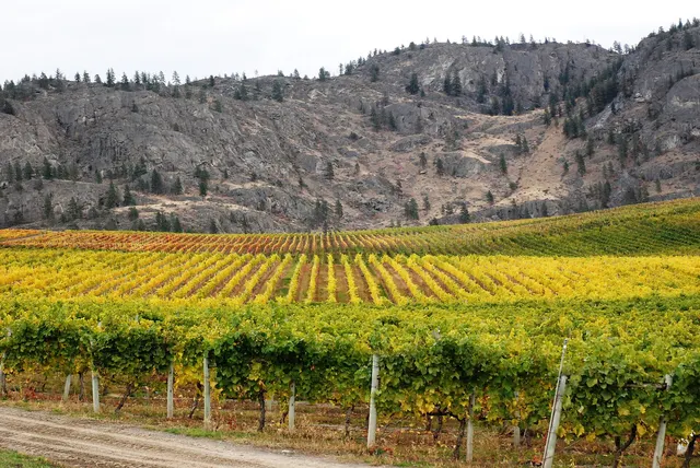 Vineyard with golden leaves at the foot of a hill in autumn