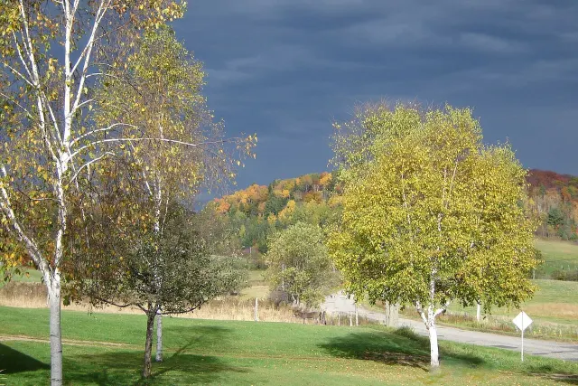 Yellow-leaved birches in front of colourful hills under a stormy sky in Chénéville