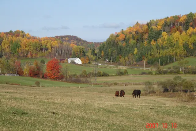 Cows in a pasture in front of a farmhouse and hills in fall colours