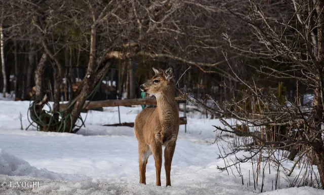 Young white-tailed deer standing in the snow at the edge of the woods in Duhamel