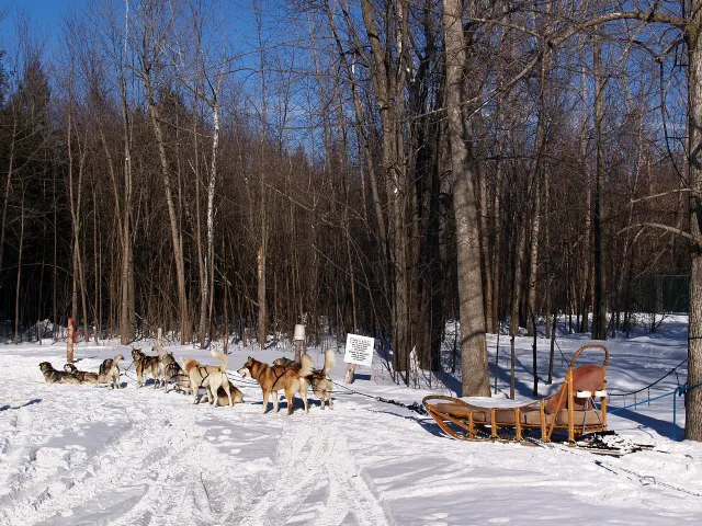 Sled dog team resting in a snowy forest