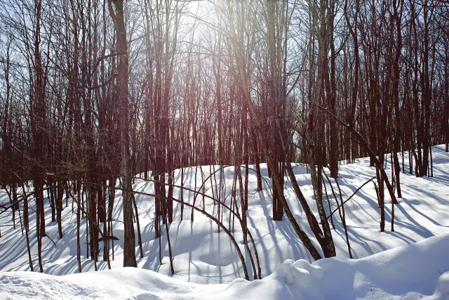 Bare young trees and deep snow in a sunlit forest