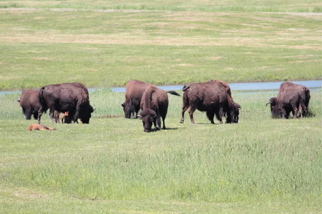 Herd of bison grazing in a meadow at Parc Oméga