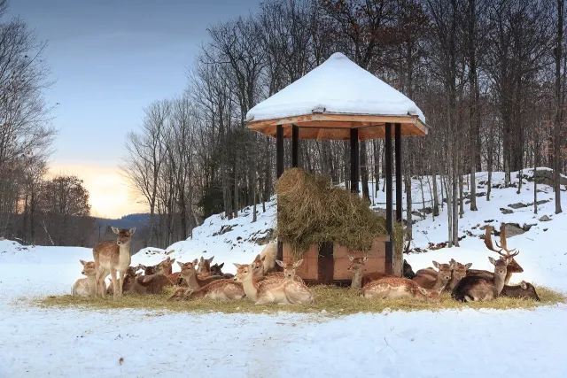 Deer gathered around a snow-covered feeder at Parc Oméga