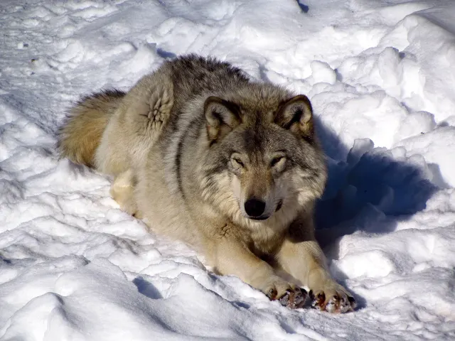 Grey wolf lying in the snow at Parc Oméga