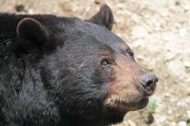 Close-up of a black bear's head at Parc Oméga