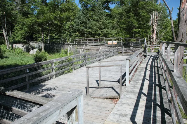 Wooden boardwalk above the enclosures in the Parc Oméga forest