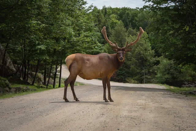 Wapiti mâle aux grands bois debout sur un chemin forestier au Parc Oméga