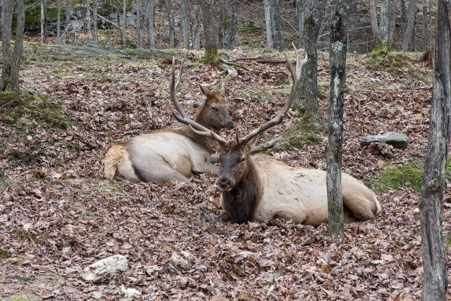 Two elk lying in fallen leaves in the forest at Parc Oméga
