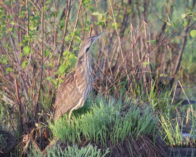 American bittern camouflaged among marsh stems