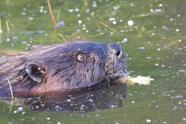Castor qui nage la tête hors de l'eau au parc national de Plaisance