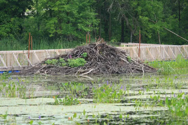 Beaver lodge in the marsh in front of a wooden boardwalk in Parc national de Plaisance