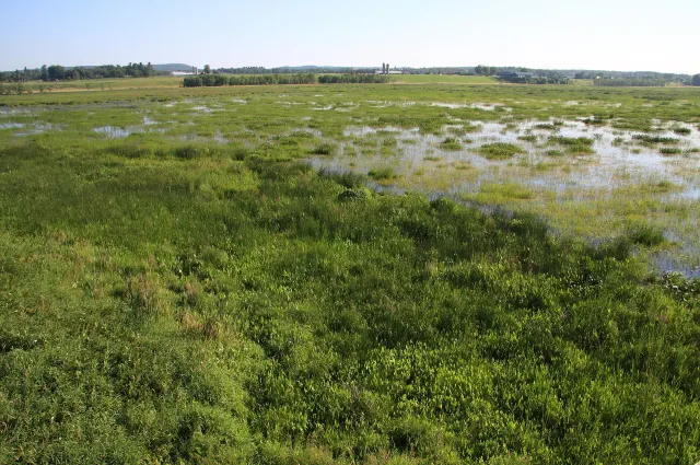 The Perra marsh in Parc national de Plaisance, aquatic plants and shallow water