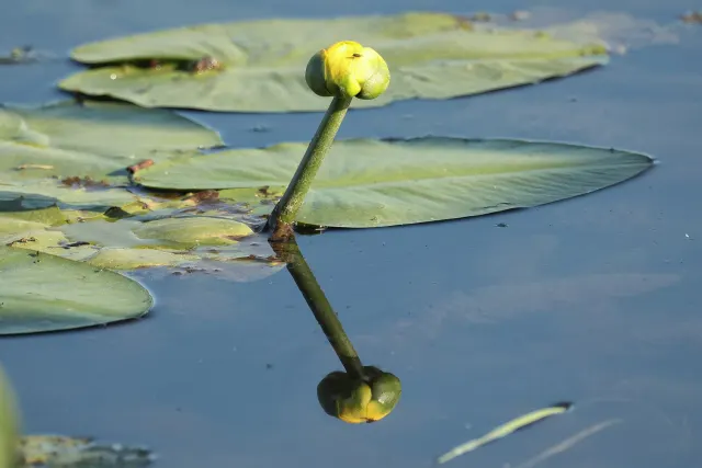 Yellow pond-lily bud and floating leaves reflected in the water